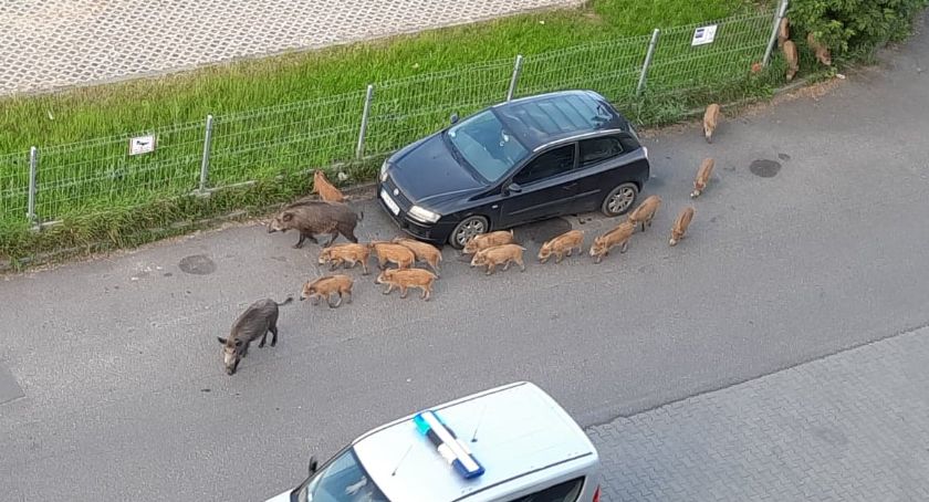 Dziki przekraczają kolejne granice. Zwierzęta docierają coraz bliżej centrum