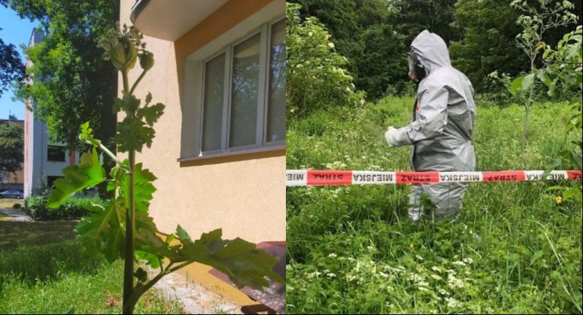 Groźna dwumetrowa roślina wyrosła w Toruniu. Teren został zabezpieczony