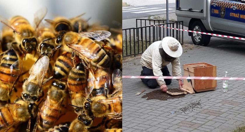 Mieszkańcy zszokowani. Rój pszczół zadomowił się na... chodniku
