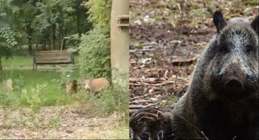 Mieszkańcy zaniepokojeni. Dziki docierają coraz bliżej centrum Torunia