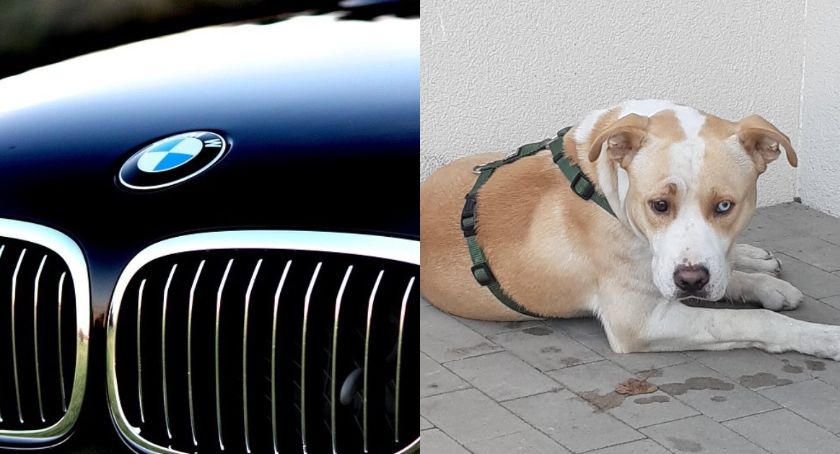 Wypadek w Toruniu. Kierowca BMW uderzył w psa
