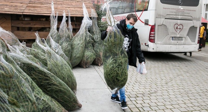W Toruniu za oddanie krwi otrzymamy piękną choinkę