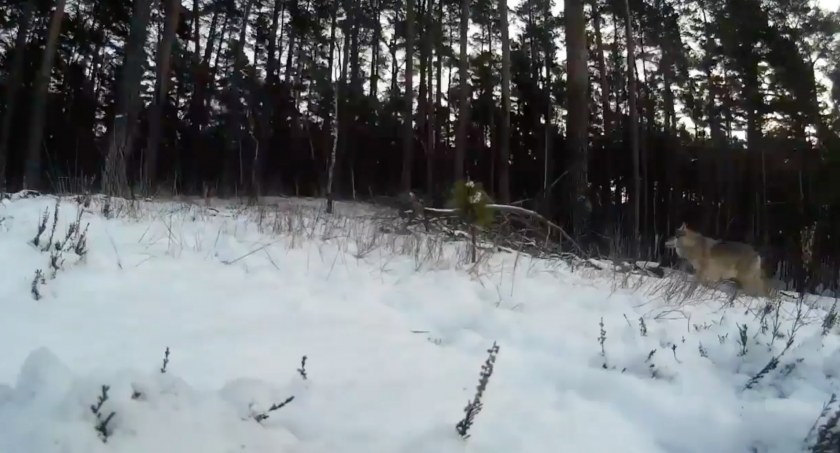 Znany przyrodnik nagrał z bliska wilki w podtoruńskim lesie [WIDEO]