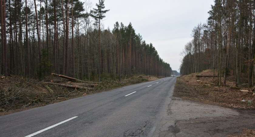 Wycinka drzew przy ruchliwej drodze. Ruch kierowany ręcznie