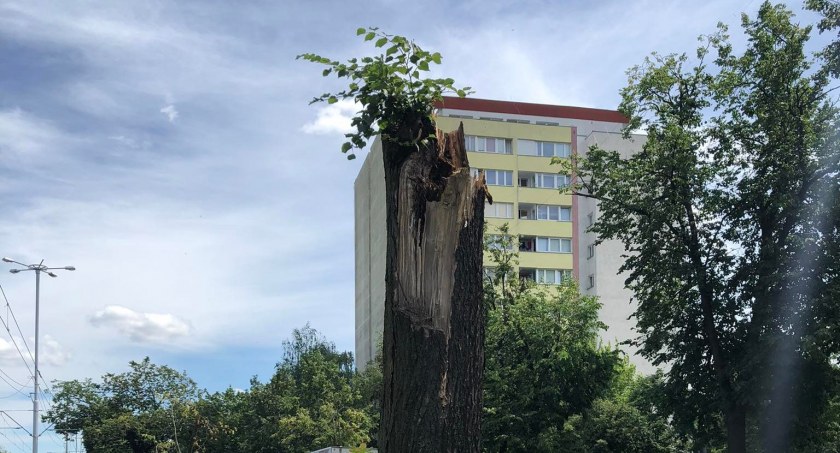 W Toruniu piorun uderzył w drzewo. Nie pozostało z niego zbyt wiele...