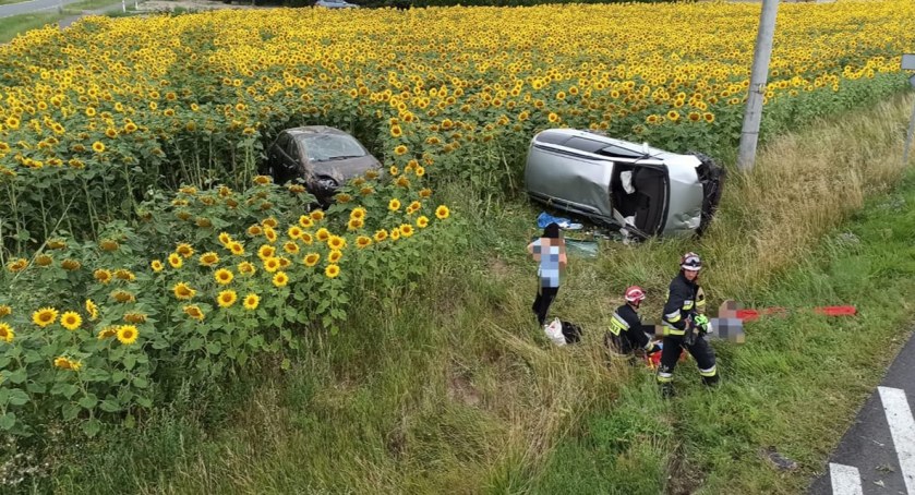 Groźny wypadek pod Toruniem. Samochody w polu słoneczników