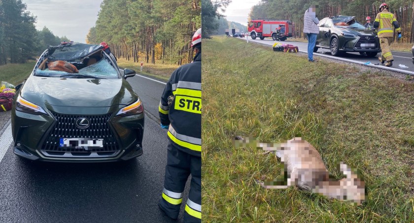 73-latek wjechał w zwierzę na drodze pod Toruniem. Łania wpadła na pasażerkę
