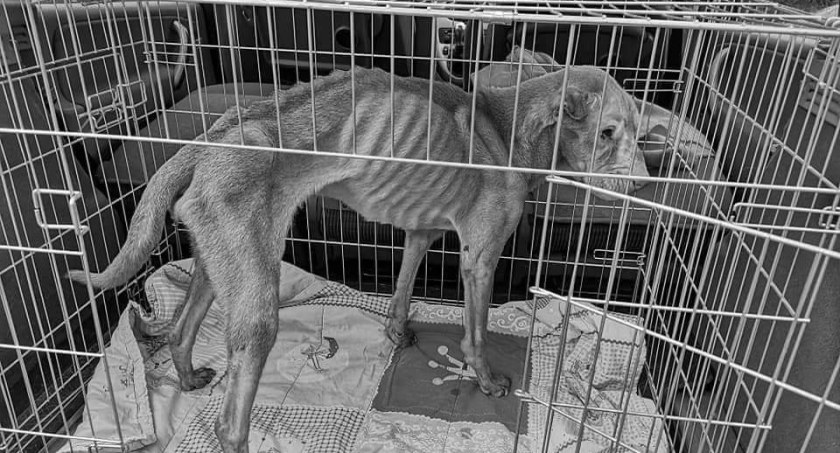 Piesek odszedł w męczarniach. Sąd bezwzględny dla 32-latka z Rubinkowa