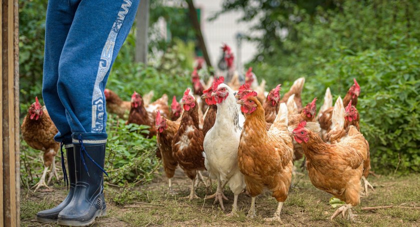 Ptasia grypa powróciła. Wojewoda wydał rozporządzenie dla powiatu toruńskiego 