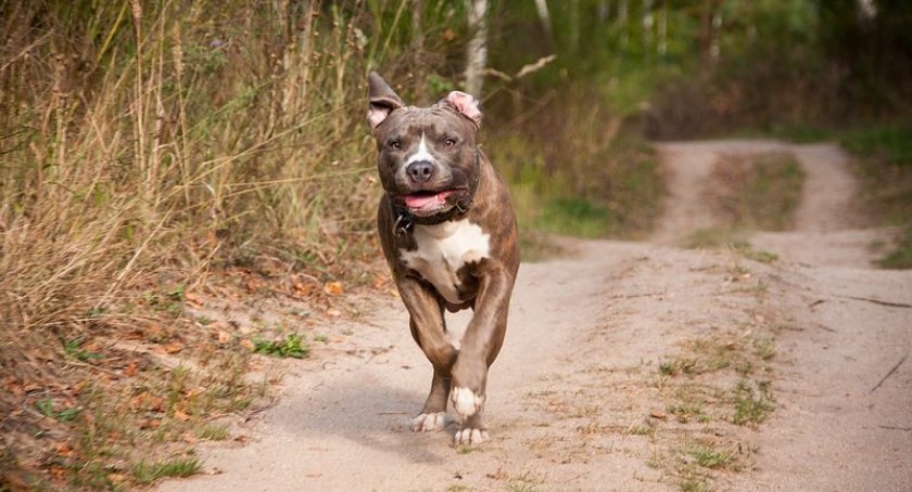 Tragedia w Toruniu. Agresywny Amstaff zagryzł Yorka w parku miejskim