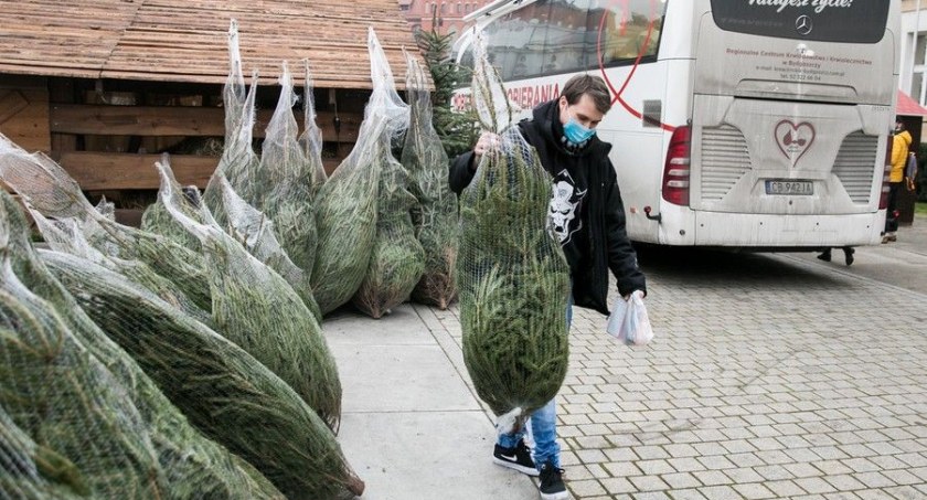 W Toruniu za oddanie krwi otrzymamy żywą choinkę