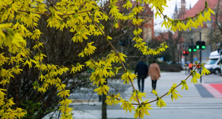„Eksplozja ciepła” zbliża się do Torunia. Temperatura pójdzie mocno w górę