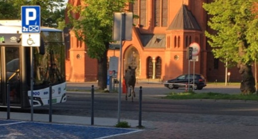 Łoś-turysta „zwiedzał” centrum Torunia. Eko-patrol postawiony na nogi
