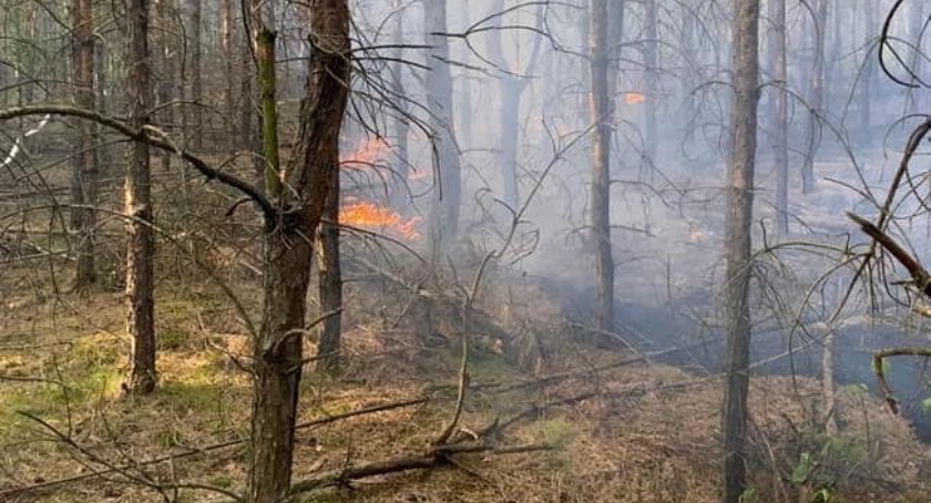 Pod Toruniem płoną lasy. Zagrożone gospodarstwa domowe