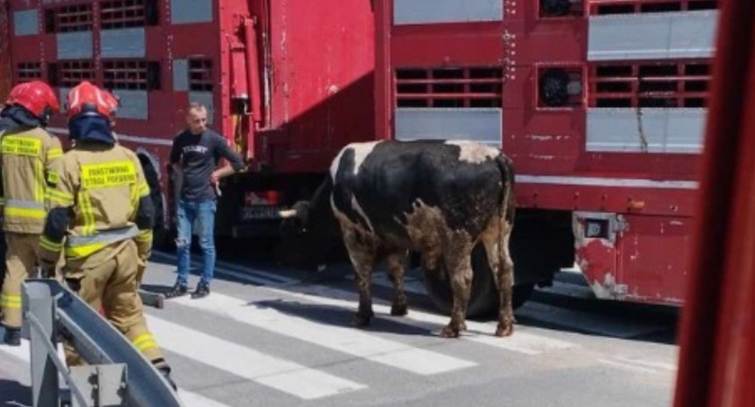 Duży korek pod Toruniem. Drogę zablokowały... byki