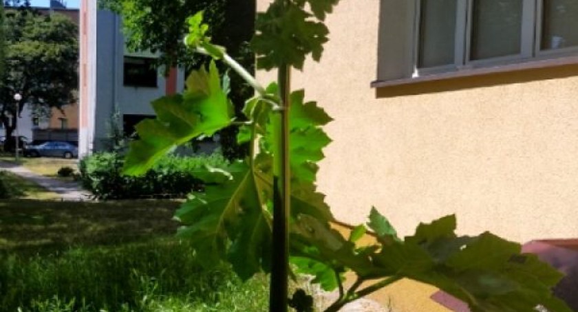 Niebezpieczna roślina w Toruniu. Latem jest szczególnie groźna