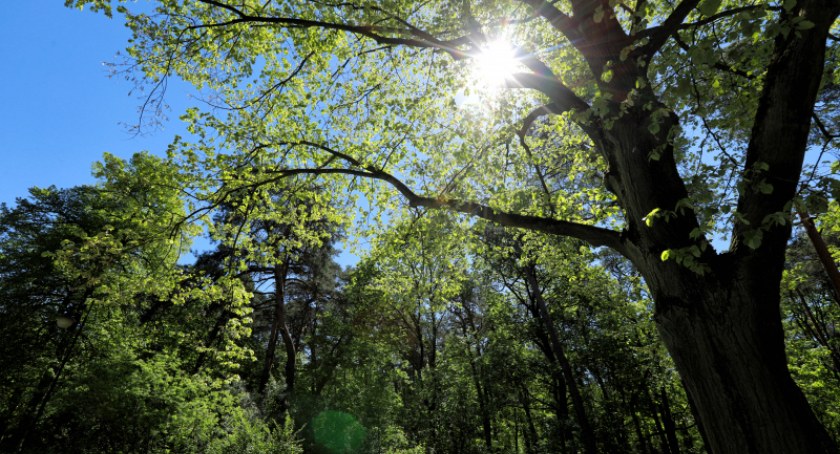Koniec upałów w Toruniu. Temperatura może zaskakiwać