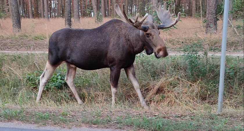 Uwaga kierowcy! Leśnicy ostrzegają przed bykiem łosia pod Toruniem