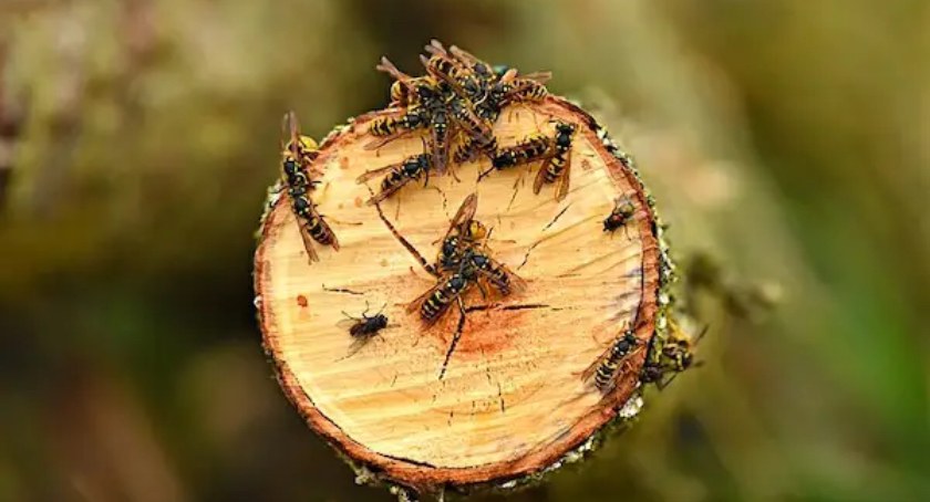 Prawdziwa plaga os w Toruniu. Strażacy ostrzegają mieszkańców