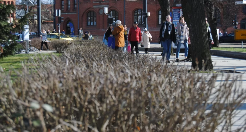 Pierwsze przymrozki w Toruniu. Synoptycy podają datę