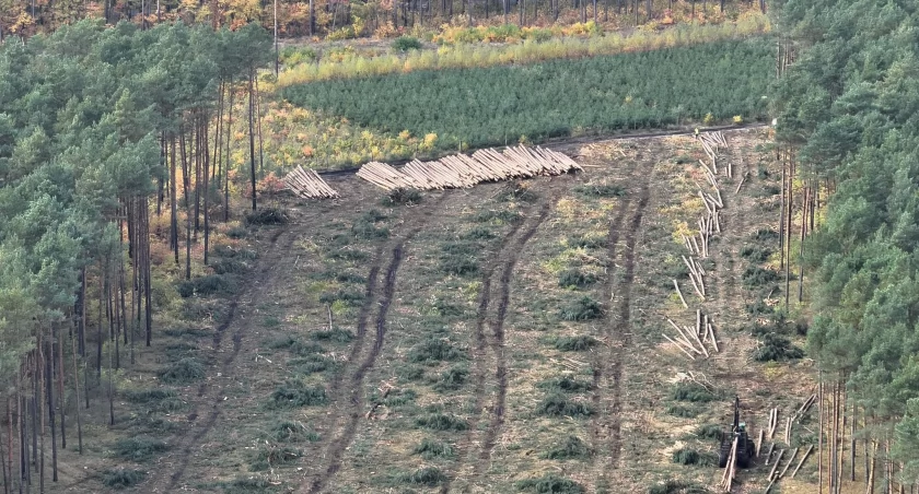 Pod Toruniem ruszyła budowa nowej drogi. Trwa wycinka drzew