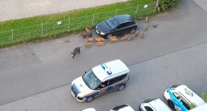 Dzik zaatakował kobietę. Straż miejska w Toruniu wystosowała apel do mieszkańców