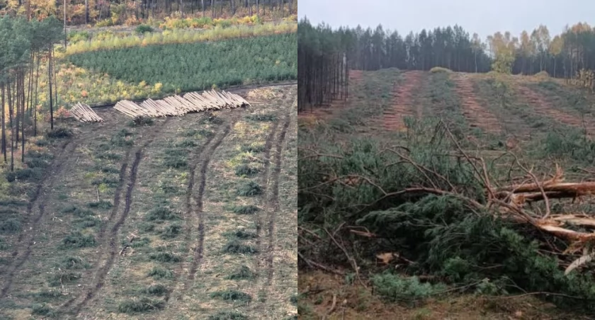 Komplikacje przy budowie nowej drogi z Torunia. Wstrzymano wycinkę drzew