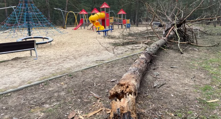 Drzewo spadło na plac zabaw w Toruniu. Rodzice przerażeni