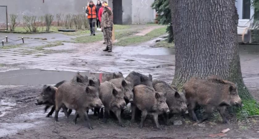 Dziki opanowały posesję w Toruniu. Lokatorzy nie mogli opuścić mieszkań