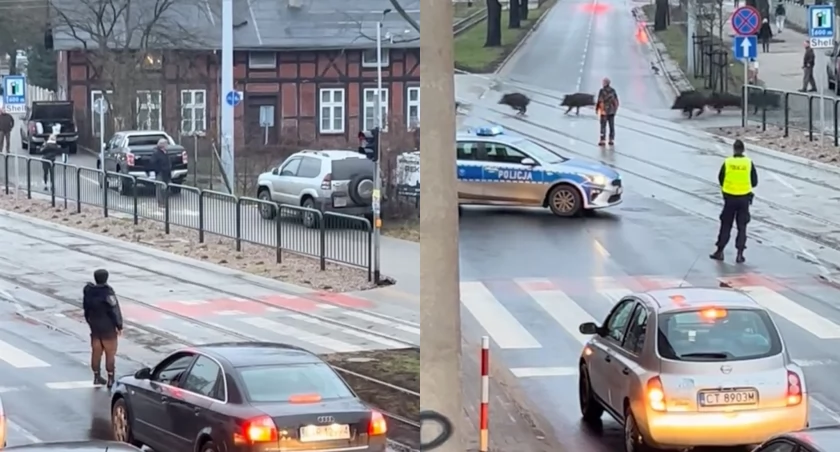 Rajd stada dzików w Toruniu. Droga została zablokowana [WIDEO]