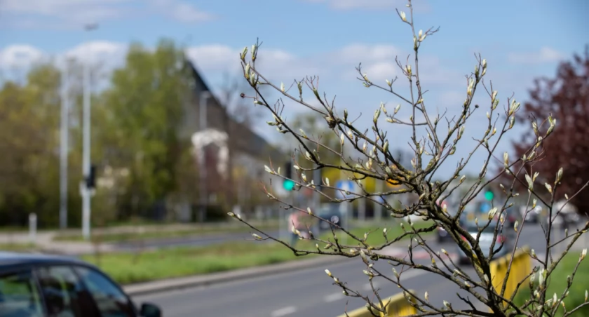 W Toruniu poczujemy wiosnę. Tak ciepło już dawno nie było