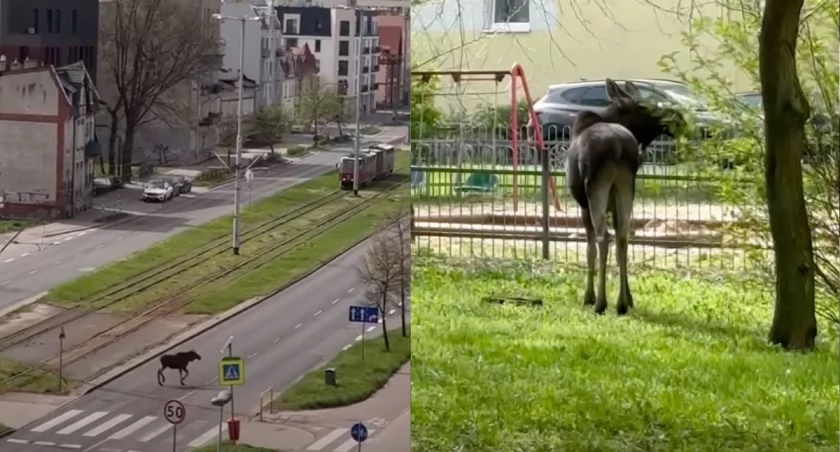 Łoś urządził sobie spacer po Toruniu. Wideo hitem internetu