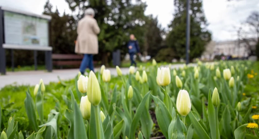 Chytra kobieta zerwała tulipany w centrum Torunia, ale miała pecha