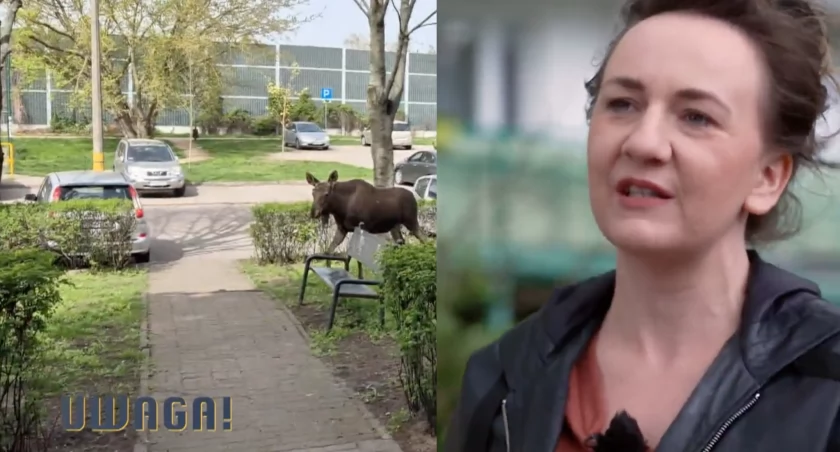 Mieszkańcy alarmują ws. dzikich zwierząt w Toruniu. Interweniuje „Uwaga! TVN”