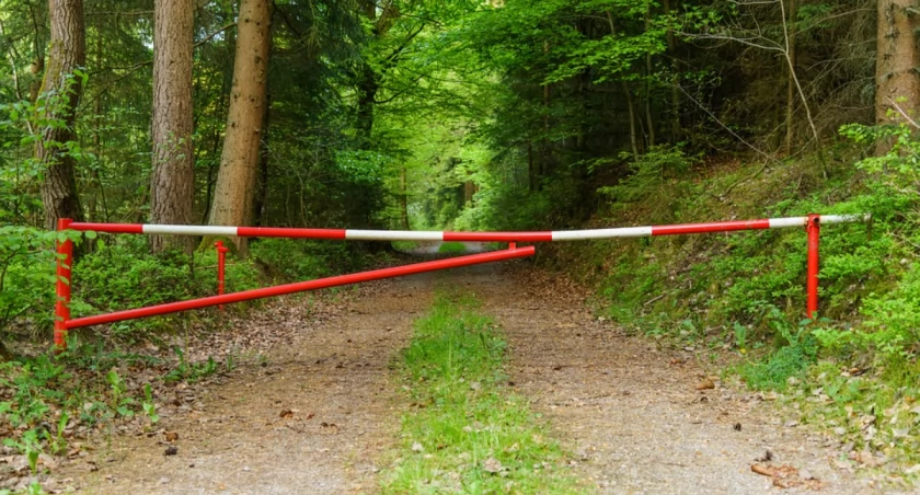 Zakaz wstępu do lasu. Pod Toruniem trwa walka z groźnym szkodnikiem