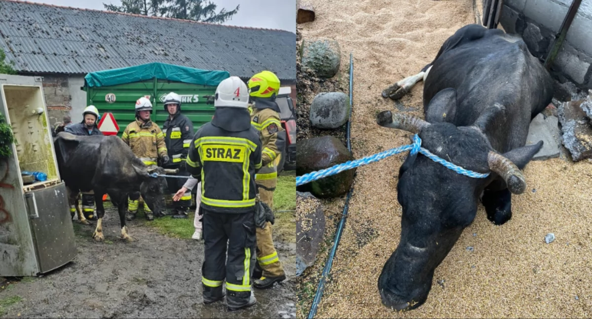 Tragedia pod Toruniem. Strop budynku zawalił się na zwierzęta