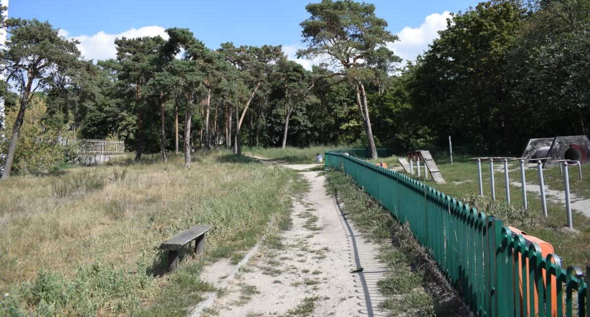 W Toruniu zostanie zasadzony pierwszy mikrolas. Ma kosztować 100 tys. zł