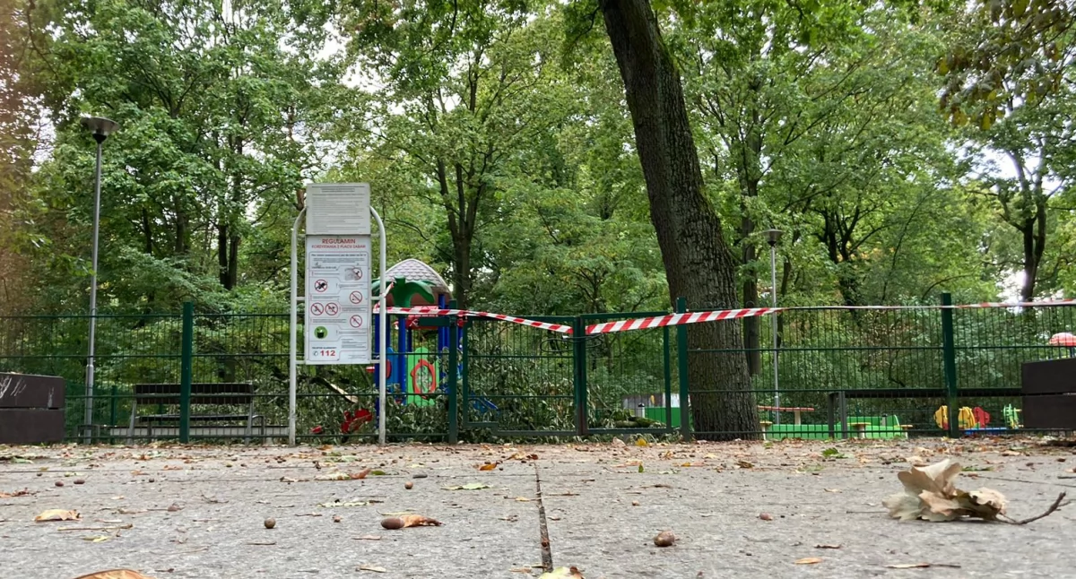 Dramat na placu zabaw w Toruniu. Konar drzewa przygniótł dzieci