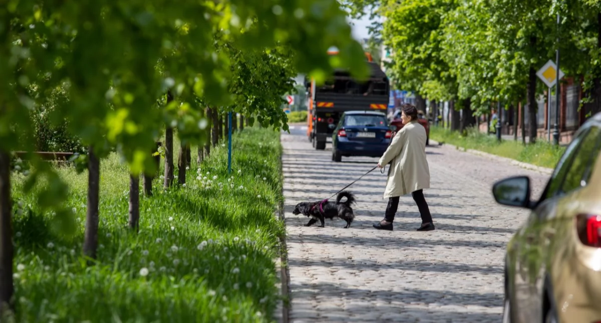 Pogoda w Toruniu oszalała. Temperatura mocno poszła w górę