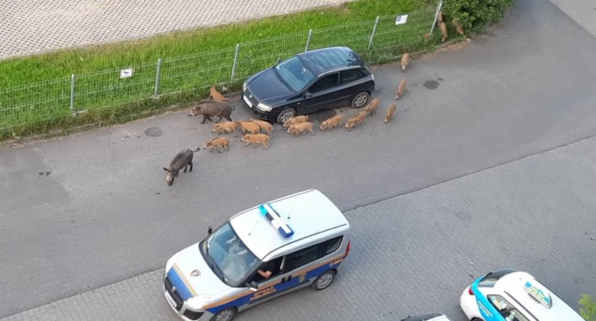 Alarm na osiedlu w Toruniu. Stado agresywnych dzików terroryzuje mieszkańców