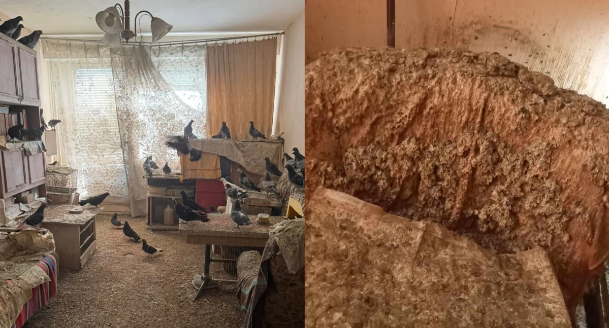 Koszmar na osiedlu w Toruniu. Mężczyzna zrobił z mieszkania gołębnik  