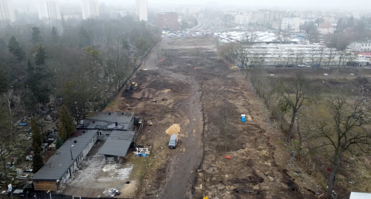 Na budowie nowej drogi w centrum Torunia wycięto więcej drzew niż planowano