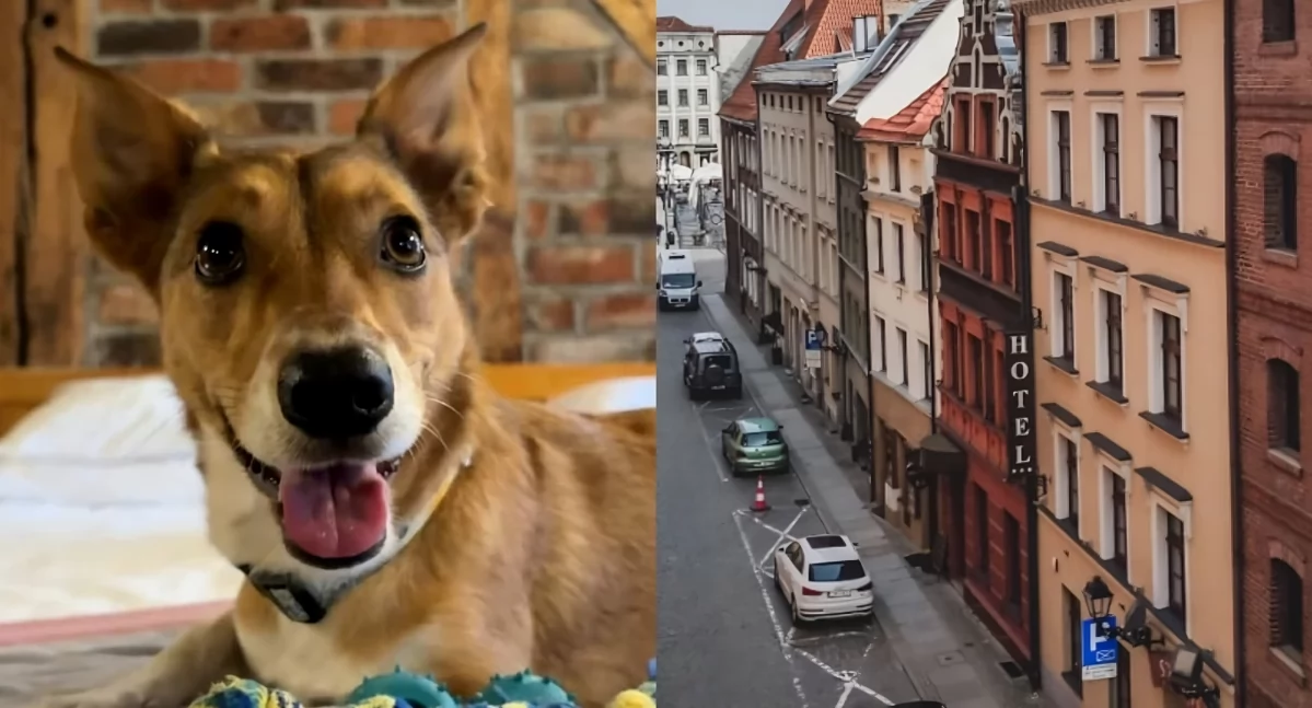 Hotel w Toruniu stawia na gości z czworonogami. Zwierzęta są w nim VIP-ami