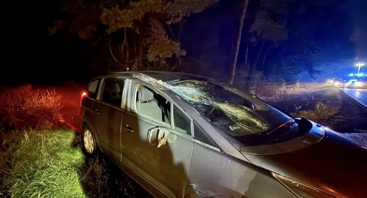 Chwile grozy na drodze do Torunia. Drzewo runęło na jadące auto