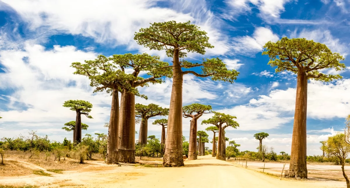 Czym Madagaskar przyciąga turystów? Sprawdź, co zobaczyć na wyspie baobabów i lemurów
