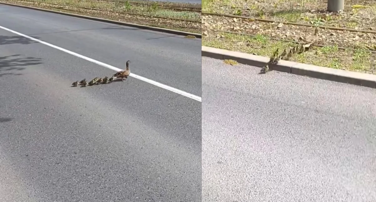 Nietypowa scena na ulicy. Kaczy patrol zatrzymał ruch w Toruniu