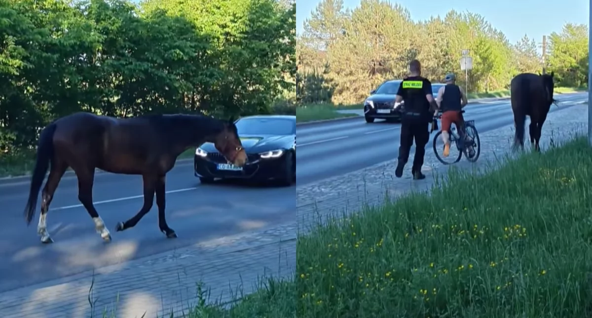 Chaos na ruchliwej drodze w Toruniu. Koń wbiegł pod koła samochodów