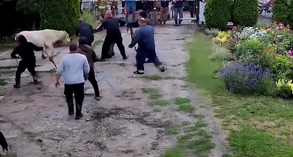 Chwile grozy na gospodarstwie pod Toruniem. Byk wtargnął na posesję