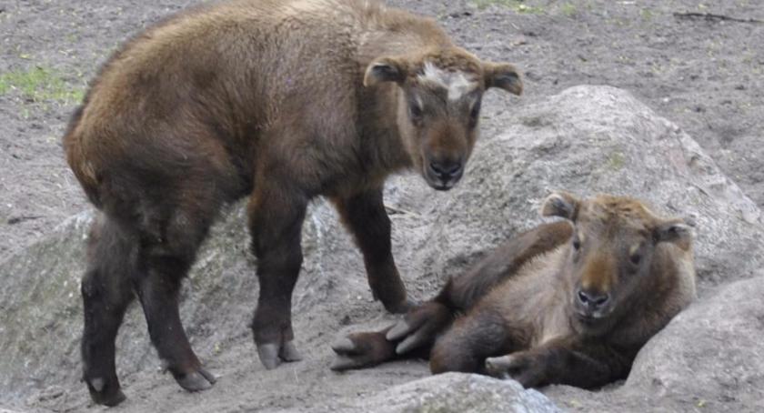 Alfa i Alert - są imiona dla takinów. Nowi ulubieńcy zoo? 