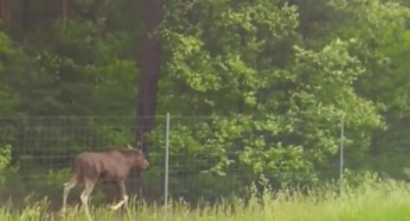 Uwaga, kierowcy. Łoś na trasie Toruń - Bydgoszcz - zobacz filmik! [WIDEO]
